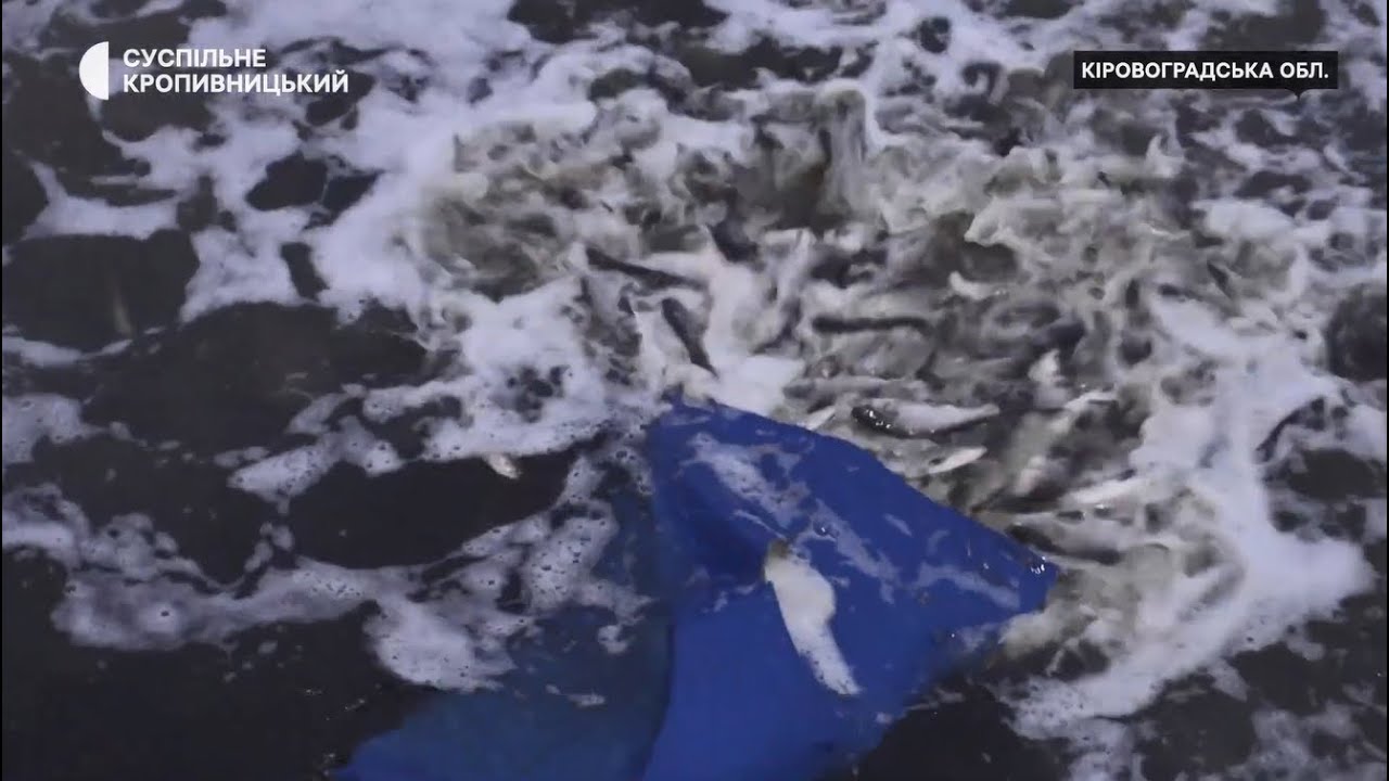 Понад дві тонни товстолоба й коропа оселилися в річці Сугоклія на Кіровоградщині