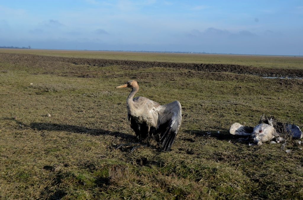 Росіяни практично знищили Кінбурнську косу та Асканію-Нову – ВМС