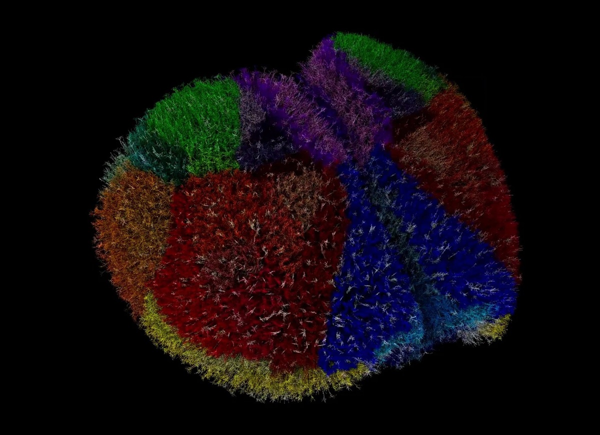Технології - Суперкомп’ютер створив найреалістичніший віртуальний мозок у світі