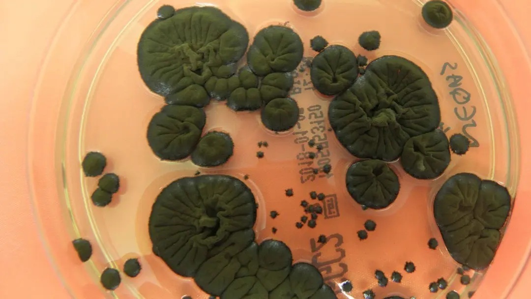 Технології - NASA розглядає чорнобильські гриби як новий захист від радіації в космосі