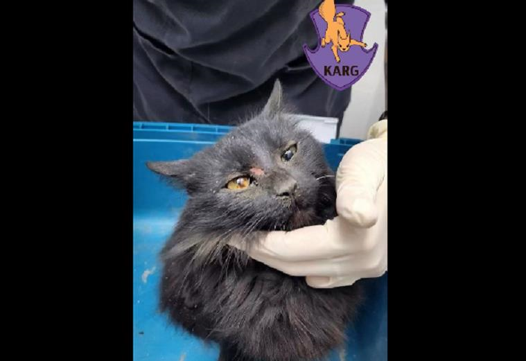 Новини України - У Києві врятували кішку, яка впала з 9-го поверху